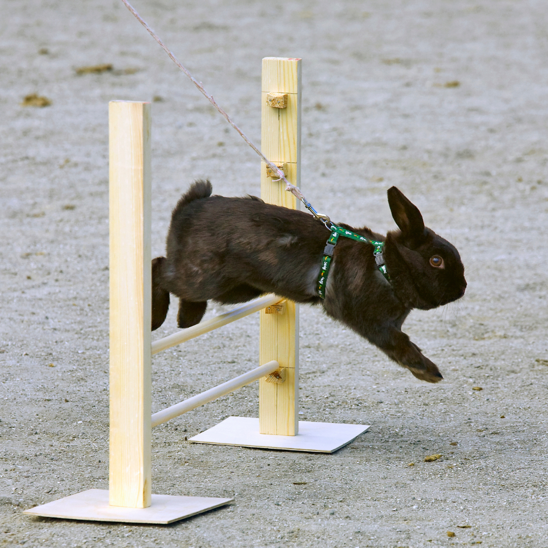 Bunny jumping over hurdle